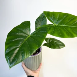 Alocasia macrorrhizos