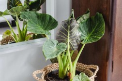 Alocasia odora