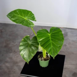 Alocasia odora