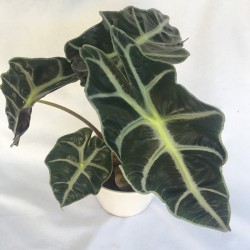 Alocasia Polly