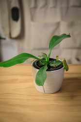 Nepenthes alata "pitcher plant"