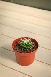 Brain Cactus - Stenocactus multicostatus