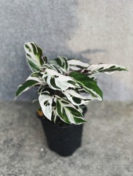 Calathea White Fusion