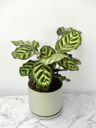 Calathea makoyana