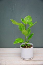 Ficus Altissima "Yellow Gem"