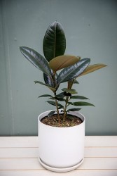 Ficus Elastica "Burgundy" Rubber Tree