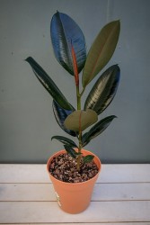 Ficus Elastica "Burgundy" Rubber Tree