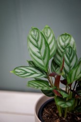 Ctenanthe setosa