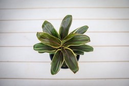 Cordyline Terminalis "Chocolate Queen"