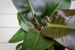 Philodendron Black Cardinal