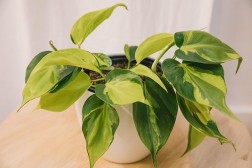 Philodendron Hederaceum 'Brasil'