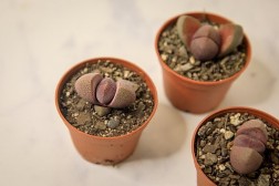 Split rock succulent (Pleiospilos nelii)