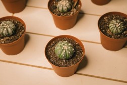 Star cactus (Astrophytum asterias)