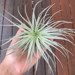 Tillandsia