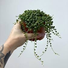 Watermelon Senecio