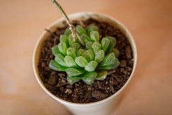 Haworthia Cooperi