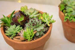 Charming Succulent Garden