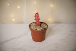 African Milk Tree (Euphorbia trigona 'rubra')