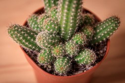 Peanut Cactus (Echinopsis chamaecereus)