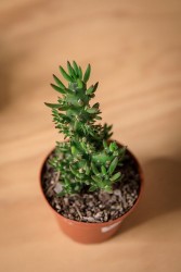 Eve's Needle Cactus (Austrocylindropuntia subulata)