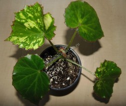 Begonia manicata