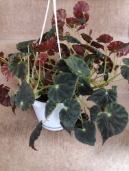 Begonia mazae