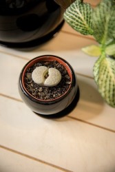 Round ceramic planters