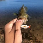 Micro Jointed Swimbait