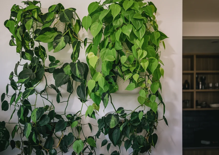 What's the difference between a pothos and a philodendron?