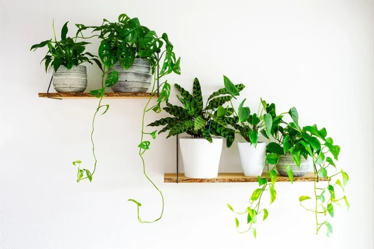 How to revive your houseplants