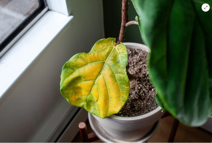 Why are my houseplant's leaves turning yellow?