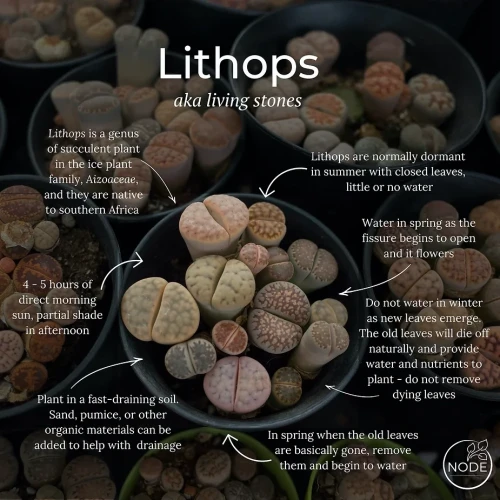 Here's the deal with lithops "living stones"